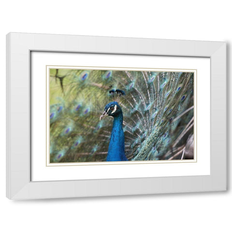 Peacock III White Modern Wood Framed Art Print with Double Matting by Fitzharris, Tim