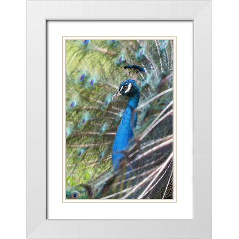 Peacock IV White Modern Wood Framed Art Print with Double Matting by Fitzharris, Tim