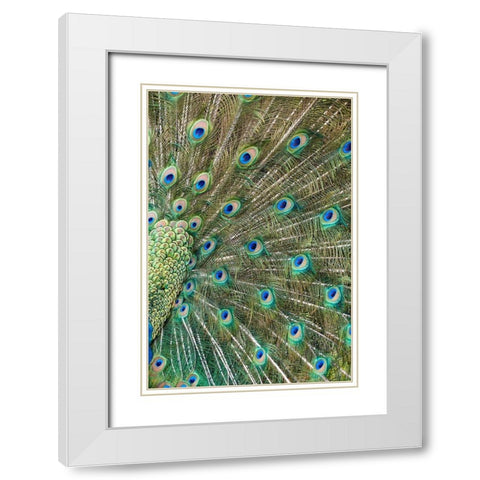 Peacock Feathers White Modern Wood Framed Art Print with Double Matting by Fitzharris, Tim