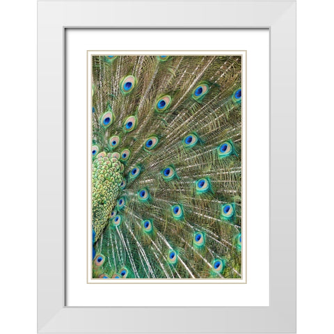 Peacock Feathers White Modern Wood Framed Art Print with Double Matting by Fitzharris, Tim