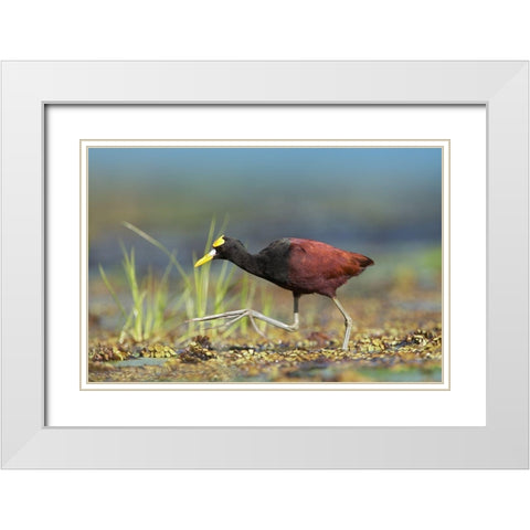 Northern Jacana I White Modern Wood Framed Art Print with Double Matting by Fitzharris, Tim