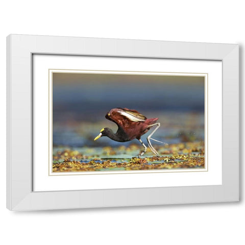 Northern Jacana II White Modern Wood Framed Art Print with Double Matting by Fitzharris, Tim