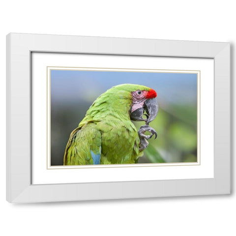 Buffon Macaw White Modern Wood Framed Art Print with Double Matting by Fitzharris, Tim