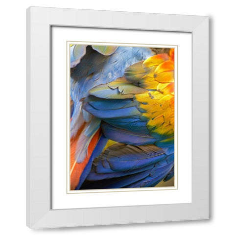 Scarlet Macaw Feathers White Modern Wood Framed Art Print with Double Matting by Fitzharris, Tim