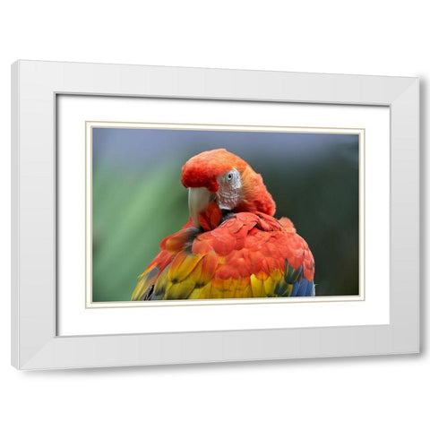 Scarlet Macaw Preening I White Modern Wood Framed Art Print with Double Matting by Fitzharris, Tim