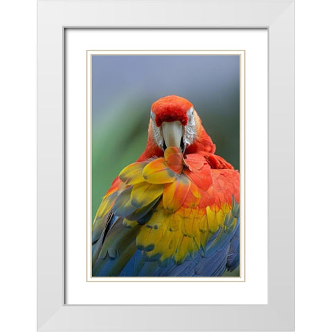 Scarlet Macaw Preening II White Modern Wood Framed Art Print with Double Matting by Fitzharris, Tim