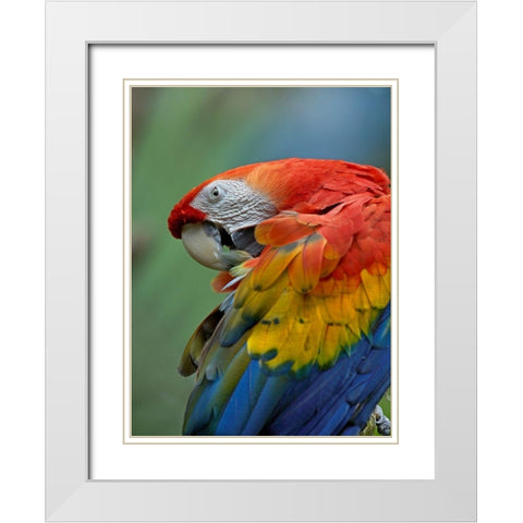 Scarlet Macaw Preening III White Modern Wood Framed Art Print with Double Matting by Fitzharris, Tim