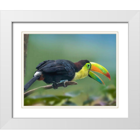 Keel-billed Toucan I White Modern Wood Framed Art Print with Double Matting by Fitzharris, Tim