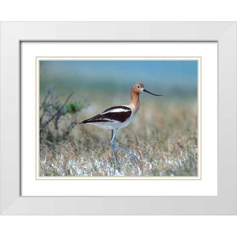 American Avocet White Modern Wood Framed Art Print with Double Matting by Fitzharris, Tim