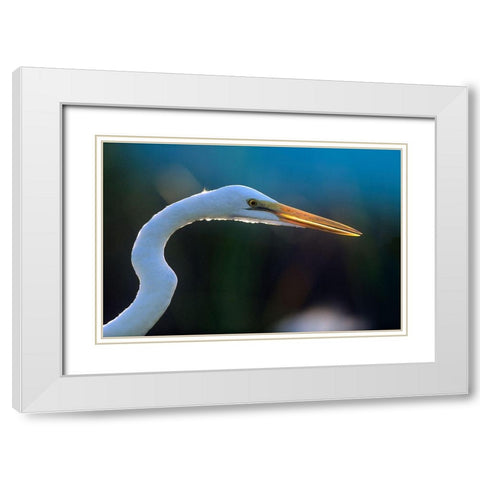 Great Egret White Modern Wood Framed Art Print with Double Matting by Fitzharris, Tim