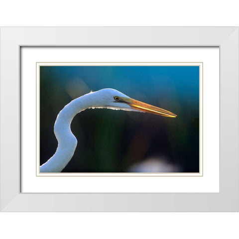 Great Egret White Modern Wood Framed Art Print with Double Matting by Fitzharris, Tim