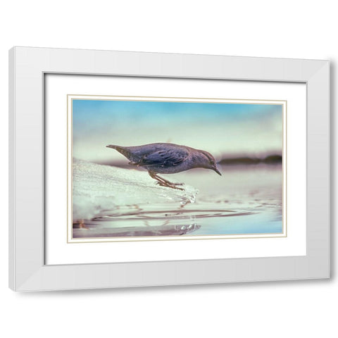 American Dipper Standing on Ice White Modern Wood Framed Art Print with Double Matting by Fitzharris, Tim