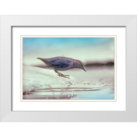 American Dipper Standing on Ice White Modern Wood Framed Art Print with Double Matting by Fitzharris, Tim