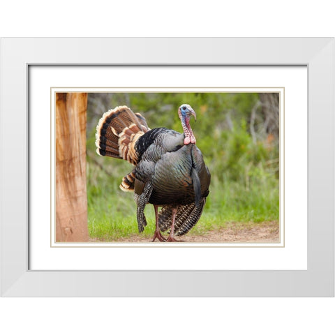 Wild Turkey Male White Modern Wood Framed Art Print with Double Matting by Fitzharris, Tim