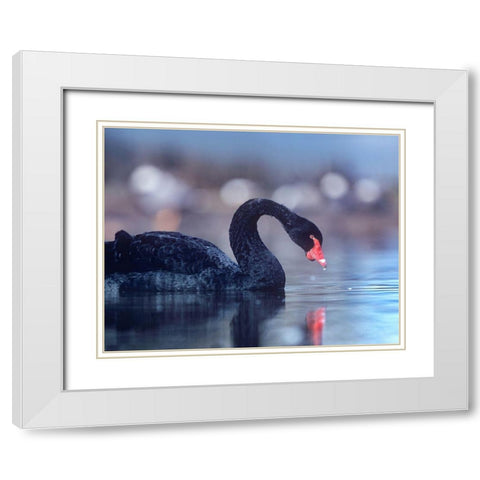 Black Swan-Vancouver-British Columbia White Modern Wood Framed Art Print with Double Matting by Fitzharris, Tim