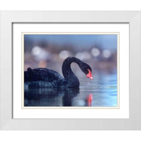 Black Swan-Vancouver-British Columbia White Modern Wood Framed Art Print with Double Matting by Fitzharris, Tim