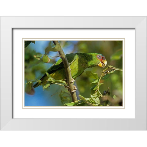 White-fronted Parrot White Modern Wood Framed Art Print with Double Matting by Fitzharris, Tim