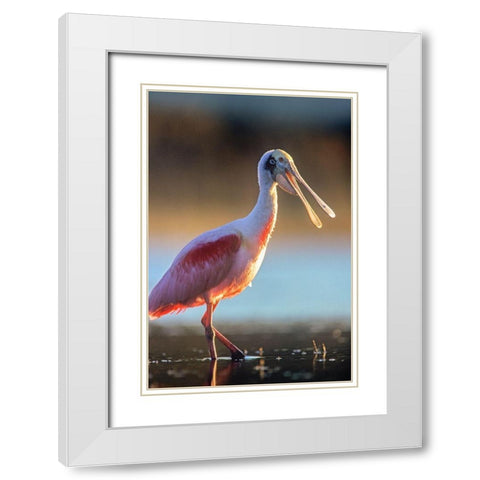 Roseate Spoonbill White Modern Wood Framed Art Print with Double Matting by Fitzharris, Tim