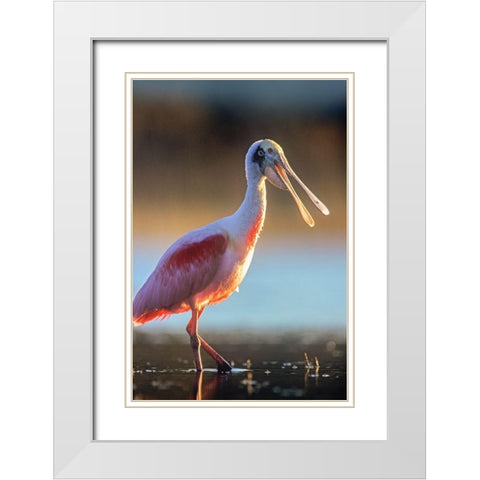 Roseate Spoonbill White Modern Wood Framed Art Print with Double Matting by Fitzharris, Tim