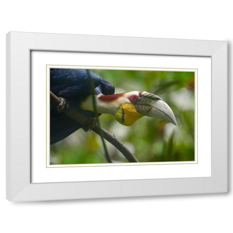 Wreathed Hornbill Malaysia I White Modern Wood Framed Art Print with Double Matting by Fitzharris, Tim