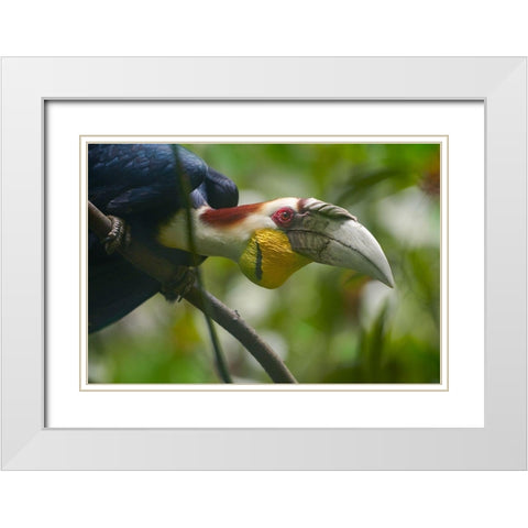 Wreathed Hornbill Malaysia I White Modern Wood Framed Art Print with Double Matting by Fitzharris, Tim