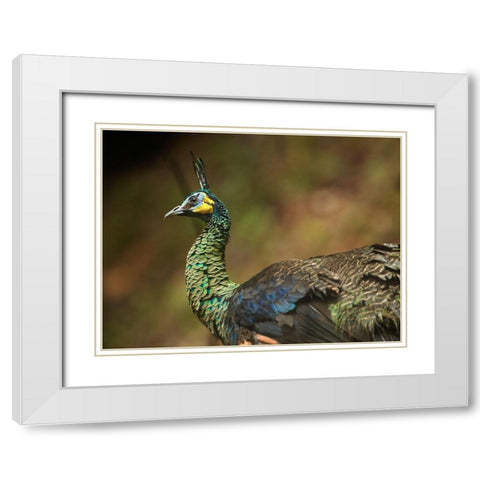 Peacock V White Modern Wood Framed Art Print with Double Matting by Fitzharris, Tim