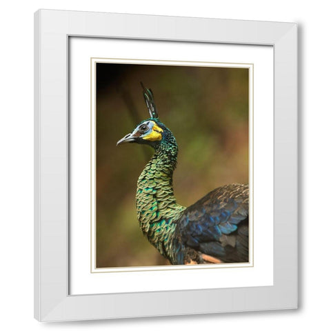 Peacock VI White Modern Wood Framed Art Print with Double Matting by Fitzharris, Tim