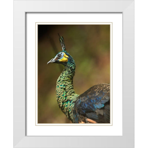 Peacock VI White Modern Wood Framed Art Print with Double Matting by Fitzharris, Tim