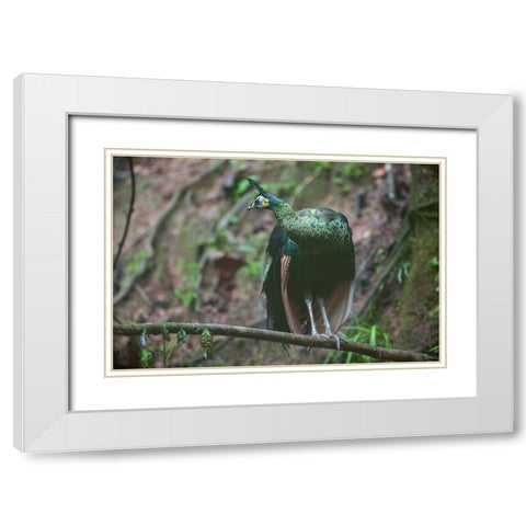 Peacock VII White Modern Wood Framed Art Print with Double Matting by Fitzharris, Tim