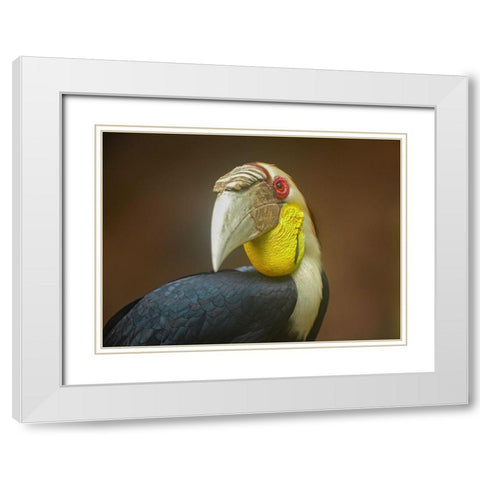 Wreathed Hornbill Malaysia II White Modern Wood Framed Art Print with Double Matting by Fitzharris, Tim