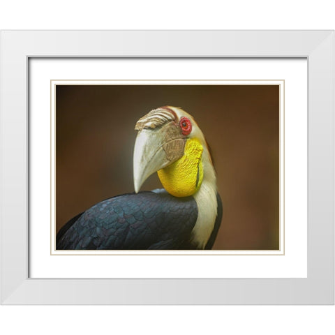 Wreathed Hornbill Malaysia II White Modern Wood Framed Art Print with Double Matting by Fitzharris, Tim