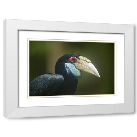 Wreathed Hornbill Malaysia Female White Modern Wood Framed Art Print with Double Matting by Fitzharris, Tim