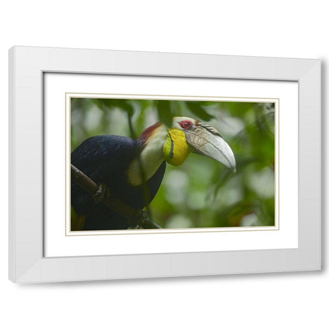 Wreathed Hornbill Malaysia III White Modern Wood Framed Art Print with Double Matting by Fitzharris, Tim