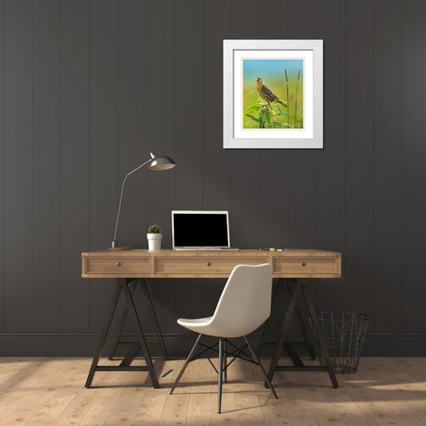 Bobolink Female in Summer Meadow I White Modern Wood Framed Art Print with Double Matting by Fitzharris, Tim