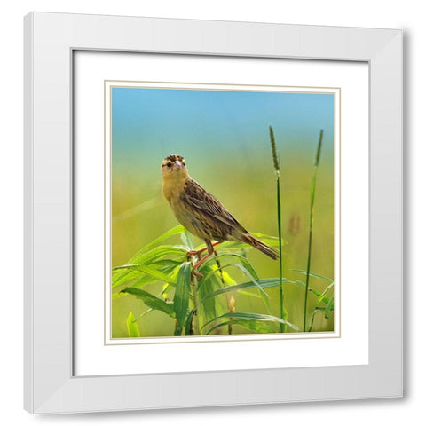 Bobolink Female in Summer Meadow I White Modern Wood Framed Art Print with Double Matting by Fitzharris, Tim