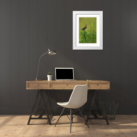 Bobolink Female in Summer Meadow II White Modern Wood Framed Art Print with Double Matting by Fitzharris, Tim