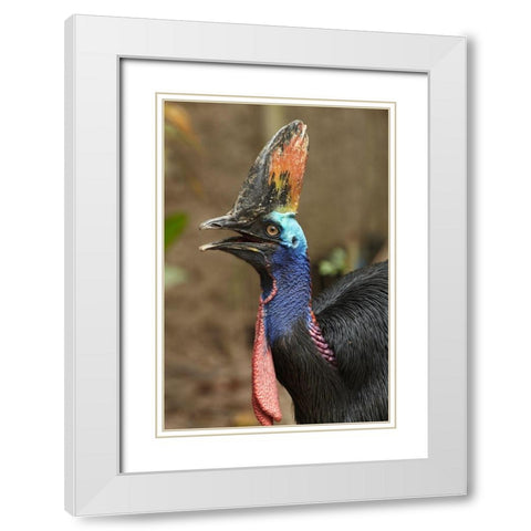 Cassowary White Modern Wood Framed Art Print with Double Matting by Fitzharris, Tim