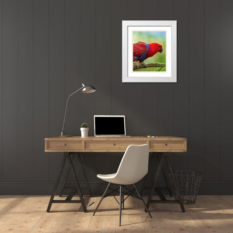 Eclectus Parrot Female White Modern Wood Framed Art Print with Double Matting by Fitzharris, Tim