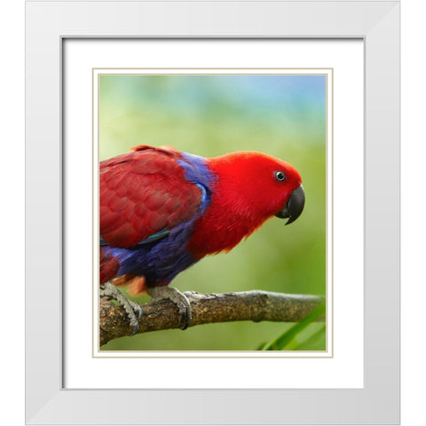 Eclectus Parrot Female White Modern Wood Framed Art Print with Double Matting by Fitzharris, Tim