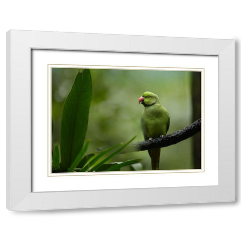 Indian Rose-ringed Parakeet I White Modern Wood Framed Art Print with Double Matting by Fitzharris, Tim