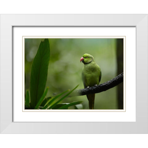 Indian Rose-ringed Parakeet I White Modern Wood Framed Art Print with Double Matting by Fitzharris, Tim