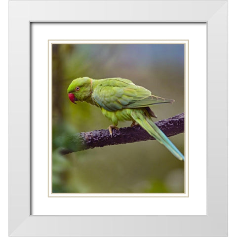 Indian Rose-ringed Parakeet II White Modern Wood Framed Art Print with Double Matting by Fitzharris, Tim