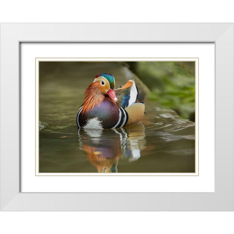 Mandarin Duck Male IV White Modern Wood Framed Art Print with Double Matting by Fitzharris, Tim