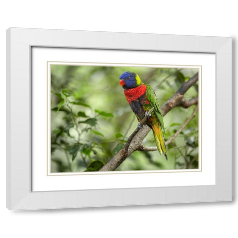 Rainbow Lory Green Naped Lory White Modern Wood Framed Art Print with Double Matting by Fitzharris, Tim