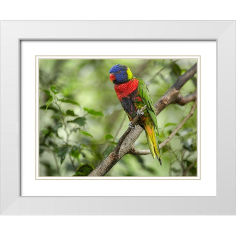 Rainbow Lory Green Naped Lory White Modern Wood Framed Art Print with Double Matting by Fitzharris, Tim