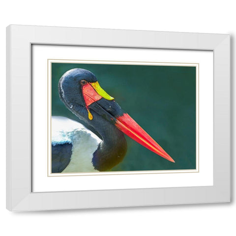 Saddle-billed Stork-Kenya II White Modern Wood Framed Art Print with Double Matting by Fitzharris, Tim