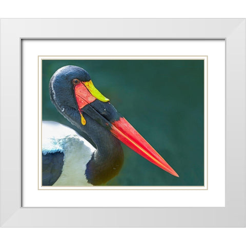 Saddle-billed Stork-Kenya II White Modern Wood Framed Art Print with Double Matting by Fitzharris, Tim