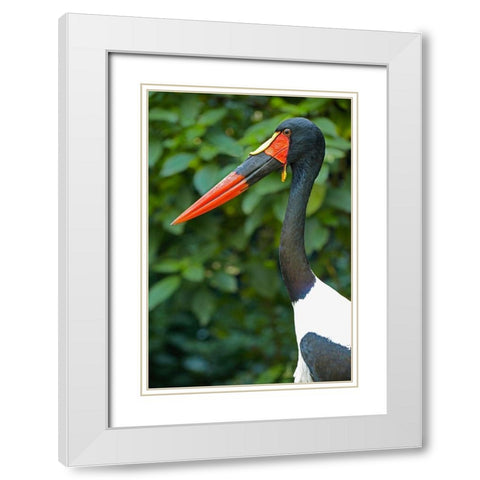 Saddle-billed Stork-Kenya III White Modern Wood Framed Art Print with Double Matting by Fitzharris, Tim