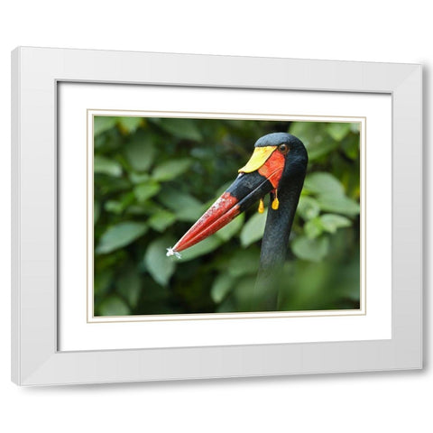 Saddle-billed Stork-Kenya IV White Modern Wood Framed Art Print with Double Matting by Fitzharris, Tim