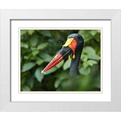 Saddle-billed Stork-Kenya IV White Modern Wood Framed Art Print with Double Matting by Fitzharris, Tim